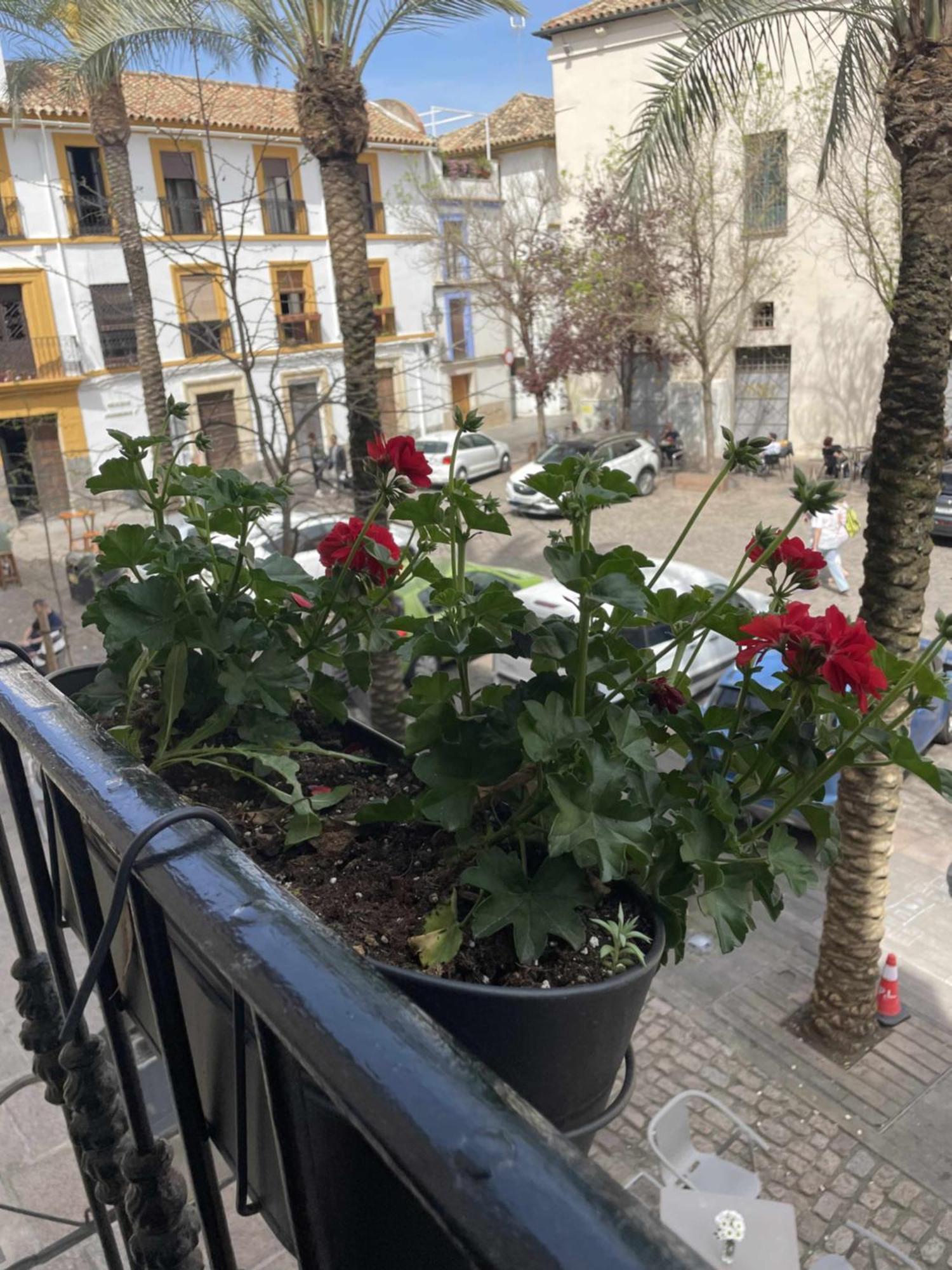 Apartamento Centrico Corredera Córdoba Kültér fotó